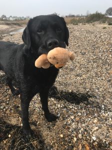 Adam's Epic Adventure – Man's best friend not so friendly