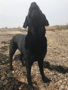 Adam's Epic Adventure – Man's best friend not so friendly