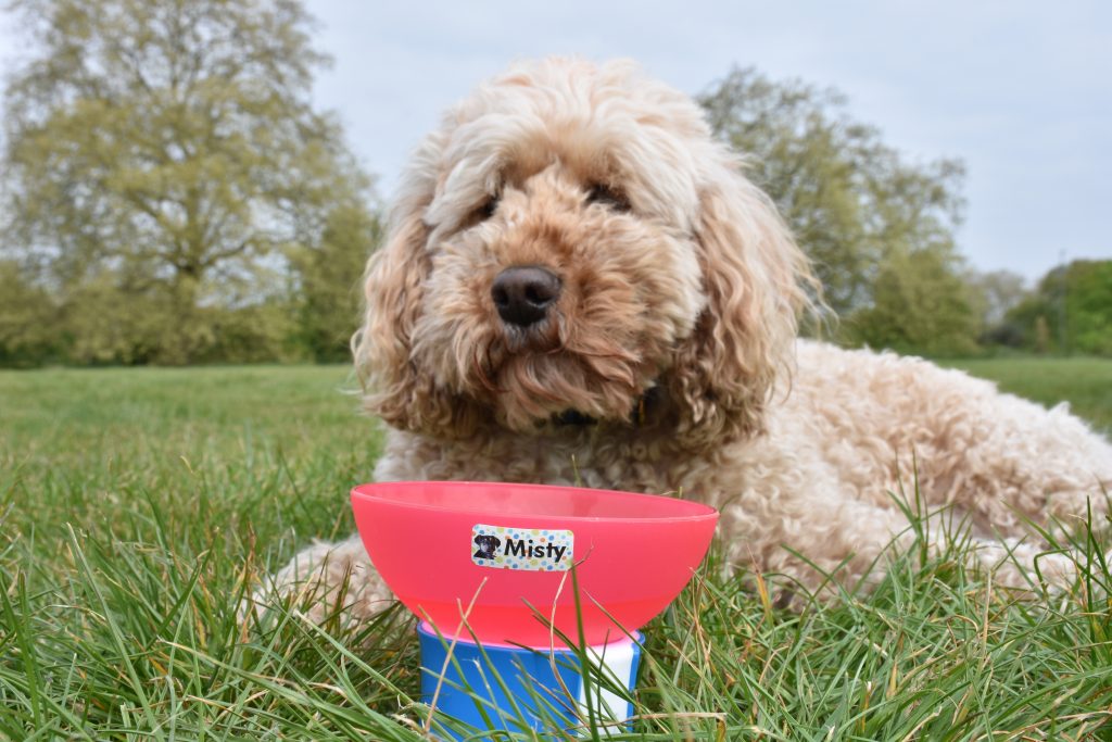 New Battersea Dogs & Cats Home Labels