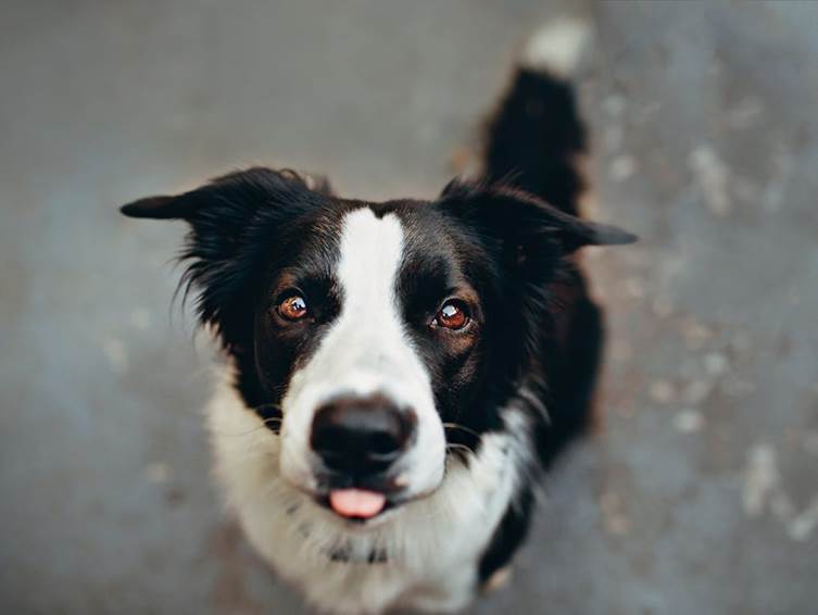The UK’s most popular dog names by breed