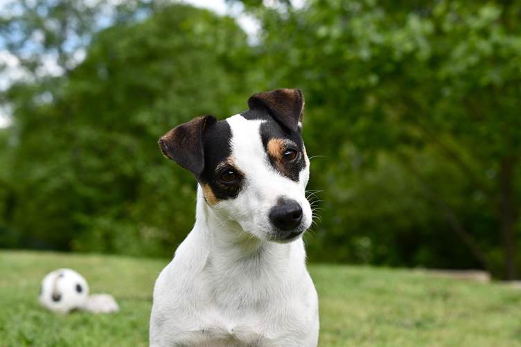 The UK’s most popular dog names by breed