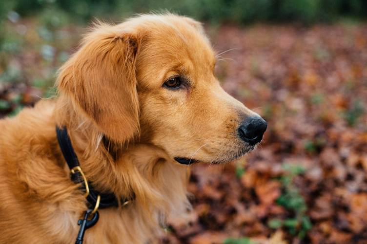 The UK’s most popular dog names by breed