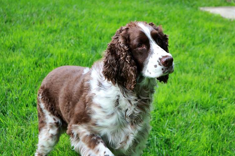 The UK’s most popular dog names by breed
