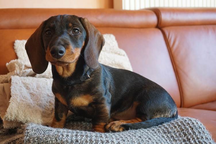 The UK’s most popular dog names by breed
