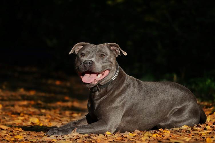 The UK’s most popular dog names by breed