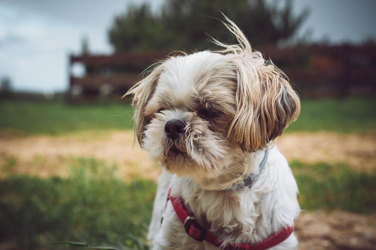 The UK’s most popular dog names by breed