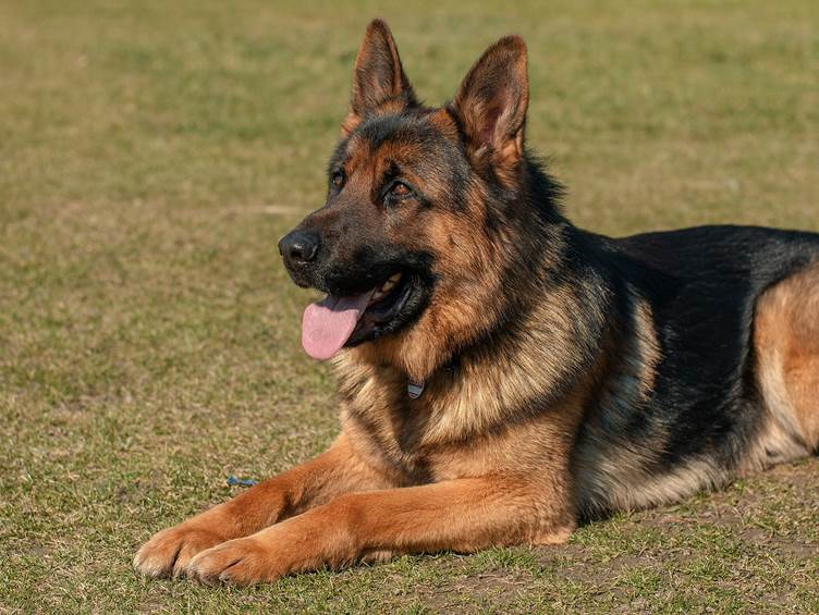 The UK’s most popular dog names by breed