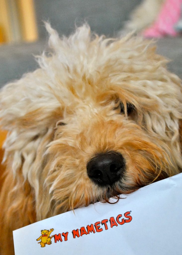 Bertie with My Nametags envelope